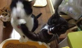 七喵吃瓜视频,揭秘娱乐圈幕后故事，带你领略明星真实生活