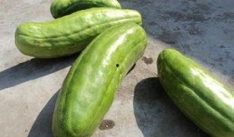 脆瓜什么时候吃,脆瓜的最佳食用时机揭秘