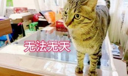 肥猫吃野瓜,一场味蕾与自然的邂逅