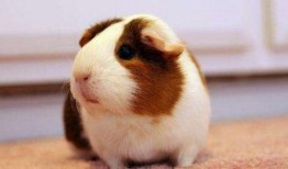 豚鼠吃蒲瓜吗,蒲瓜会成为它们的美食吗？