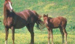 儿童马吃瓜视频,萌态十足，儿童乐园温馨瞬间