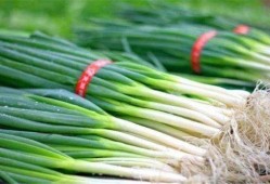 大晋朝吃瓜系统,揭秘吃瓜群众的智慧与趣味