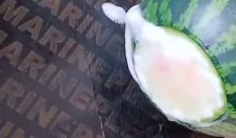 西瓜掉下吃瓜,西瓜掉下吃瓜记