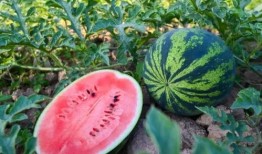 吃瓜群众吃过的瓜,那些吃瓜群众口中的惊天瓜料