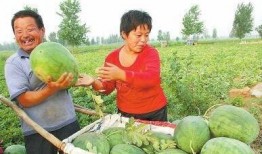 元氏姬村吃瓜,探寻古村落里的“吃瓜”文化