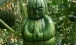 网友吃瓜搞笑,一场场“瓜田大战”，笑料百出！