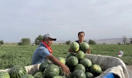 浚县吃瓜最新,探寻地方特色美食之旅