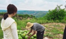 吃瓜风景,一场视觉与味蕾的双重盛宴