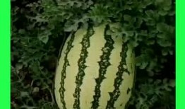 吃瓜基地网站,网络热点的幕后故事