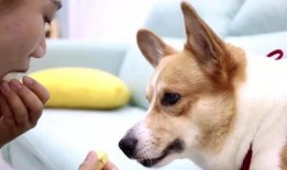 吃瓜狗愣住,揭秘娱乐圈惊人内幕