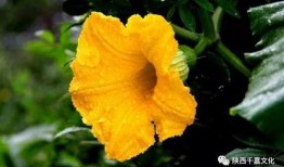 瓜被蜜蜂吃,自然界的甜蜜邂逅