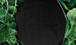 黑皮沙面瓜怎么吃,解锁美味新体验