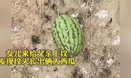 吃爸爸坟头瓜,一场关于父爱的独特传承