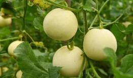 大瓜可以天天吃吗,每日畅享，健康生活新主张