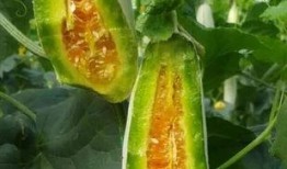 吃瓜打包,轻松应对各种场合