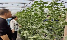 盐山最新吃瓜事件,最新吃瓜事件揭秘，真相令人咋舌