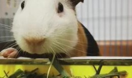 豚鼠吃蒲瓜吗,蒲瓜会成为它们的美食吗？