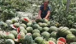 邢台建材圈吃瓜,揭秘行业“吃瓜”背后的真相与内幕