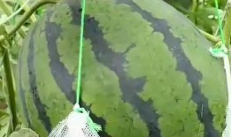 西瓜掉下吃瓜,西瓜掉下吃瓜记