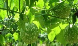 吃吊瓜会晕,揭秘吃吊瓜为何会晕的秘密