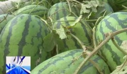 塔坛吃瓜,揭秘吃瓜群众的狂欢盛宴