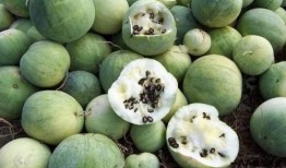 吃瓜最早的由来,探究“吃瓜”一词的起源与演变