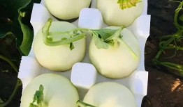 吃一个白玉瓜,一口咬下，尽享清新滋味