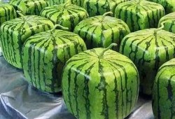 吃瓜最早的由来,探究“吃瓜”一词的起源与演变