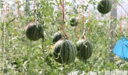 吃瓜视频奇异现象,网络世界的奇观解析