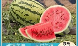 每天吃瓜的快乐,快乐生活，从吃瓜开始