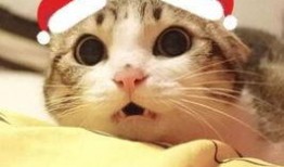 吃瓜惊呆猫咪图片大全