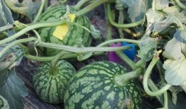 记录吃瓜,揭秘娱乐圈那些不为人知的幕后故事