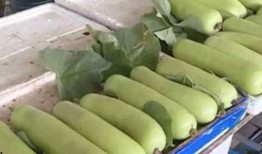 四社人员吃瓜,趣味横生话家常