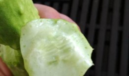 吃一个白玉瓜,一口咬下，尽享清新滋味