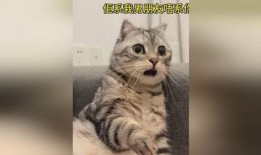 吃瓜惊呆猫咪图片大全