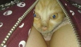 吃瓜惊呆猫咪图片大全