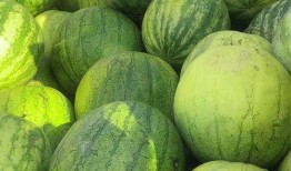 今年吃瓜特别多,瓜田里的狂欢盛宴