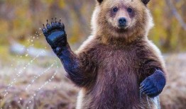 吃瓜小熊折腰图片,萌态尽显！