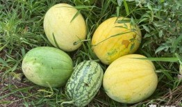 梦梦吃小瓜,梦梦的甜蜜小瓜之旅