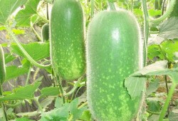 吃瓜大瓜图片,揭秘吃瓜大瓜背后的故事