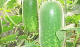 吃瓜大瓜图片,揭秘吃瓜大瓜背后的故事