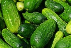 梦梦吃小瓜,梦梦的甜蜜小瓜之旅