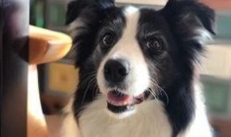 玩偶姐姐吃瓜,揭秘娱乐圈幕后故事