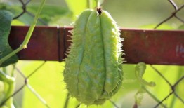 合掌瓜怎么吃,解锁美味新体验