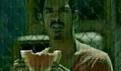 吃瓜群众盆栽图片,吃瓜群众乐陶陶