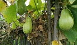 士耳瓜怎么吃,从传统到创新