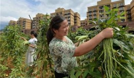 吃瓜群众盆栽图片,吃瓜群众乐陶陶