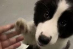 玩偶姐姐吃瓜,揭秘娱乐圈幕后故事