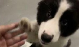 玩偶姐姐吃瓜,揭秘娱乐圈幕后故事