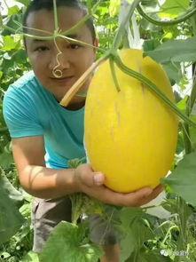 吃瓜打包,轻松应对各种场合